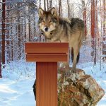 IN_lonewolf